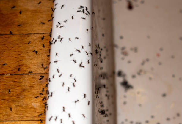 Best Pest Inspection Near Me  in Farmersburg, IN